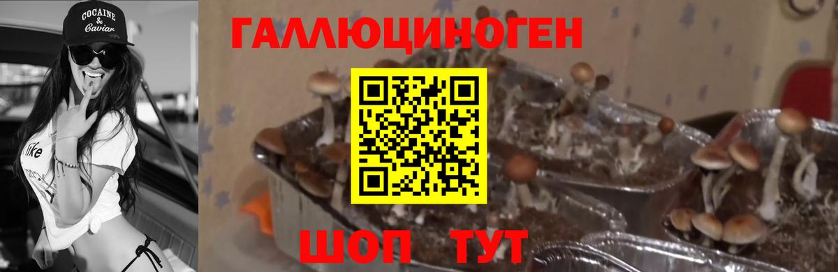 Псилоцибиновые грибы GOLDEN TEACHER  Псилоцибиновые грибы мицелий  Вход с VPN  где купить   Липецк 